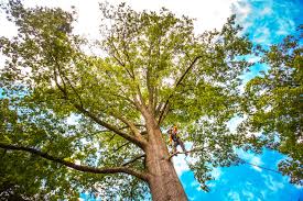 Best Fruit Tree Pruning  in Windy Hills, KY