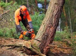 Best Root Management and Removal  in Windy Hills, KY