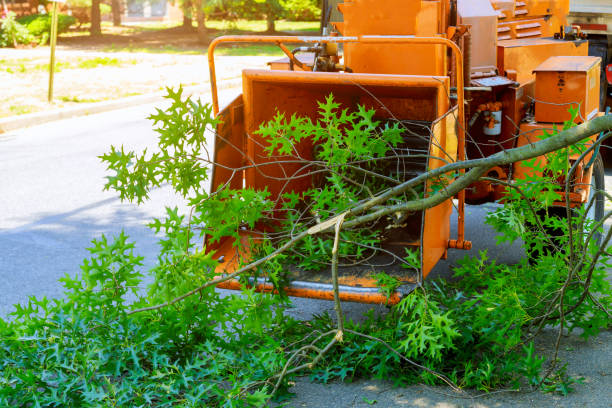 Best Tree Risk Assessment  in Windy Hills, KY