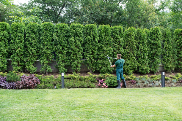 Best Hedge Trimming  in Windy Hills, KY