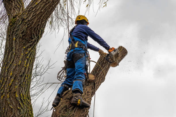 Best Tree Removal  in Windy Hills, KY