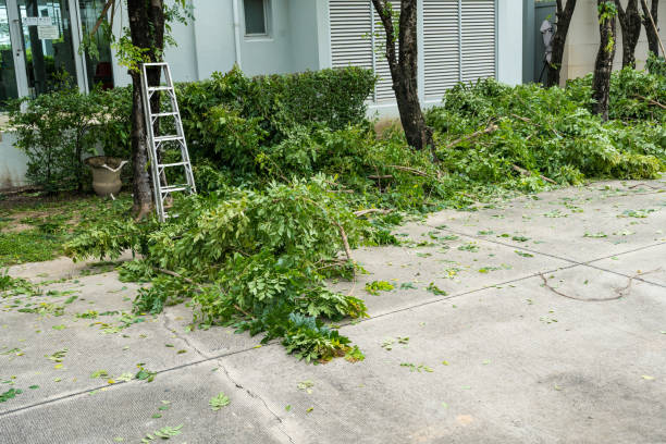 Best Hazardous Tree Removal  in Windy Hills, KY