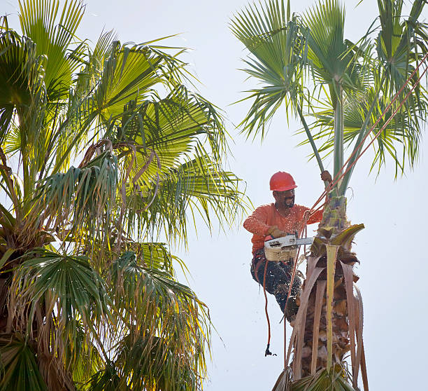 Best Fruit Tree Pruning  in Windy Hills, KY