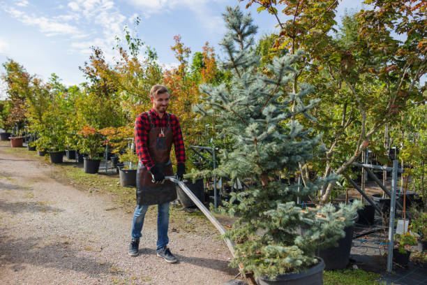 Best Organic Lawn Care Solutions  in Windy Hills, KY