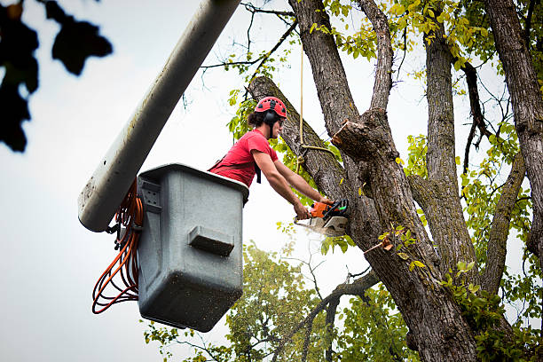 Professional Tree Services in Windy Hills, KY