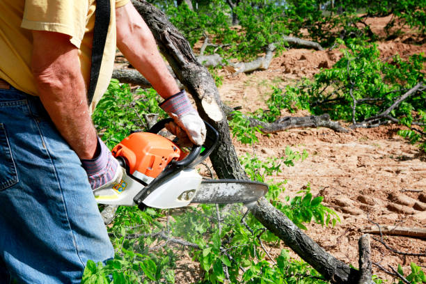 Best Grass Overseeding  in Windy Hills, KY