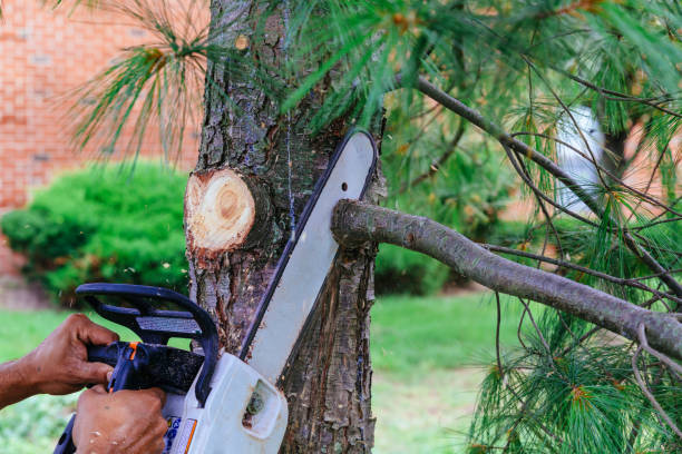 Best Tree Maintenance Programs  in Windy Hills, KY